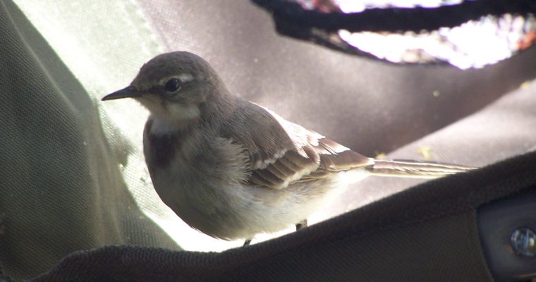 Tabernacle of Meeting Part 1… what intimacy with the King is all about!?